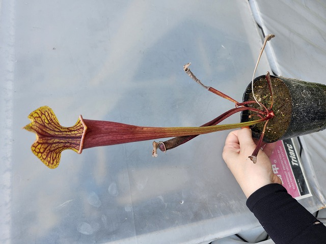 Y826 2H H26S. flava var. red tube x alata all red MK - Y's Exotics