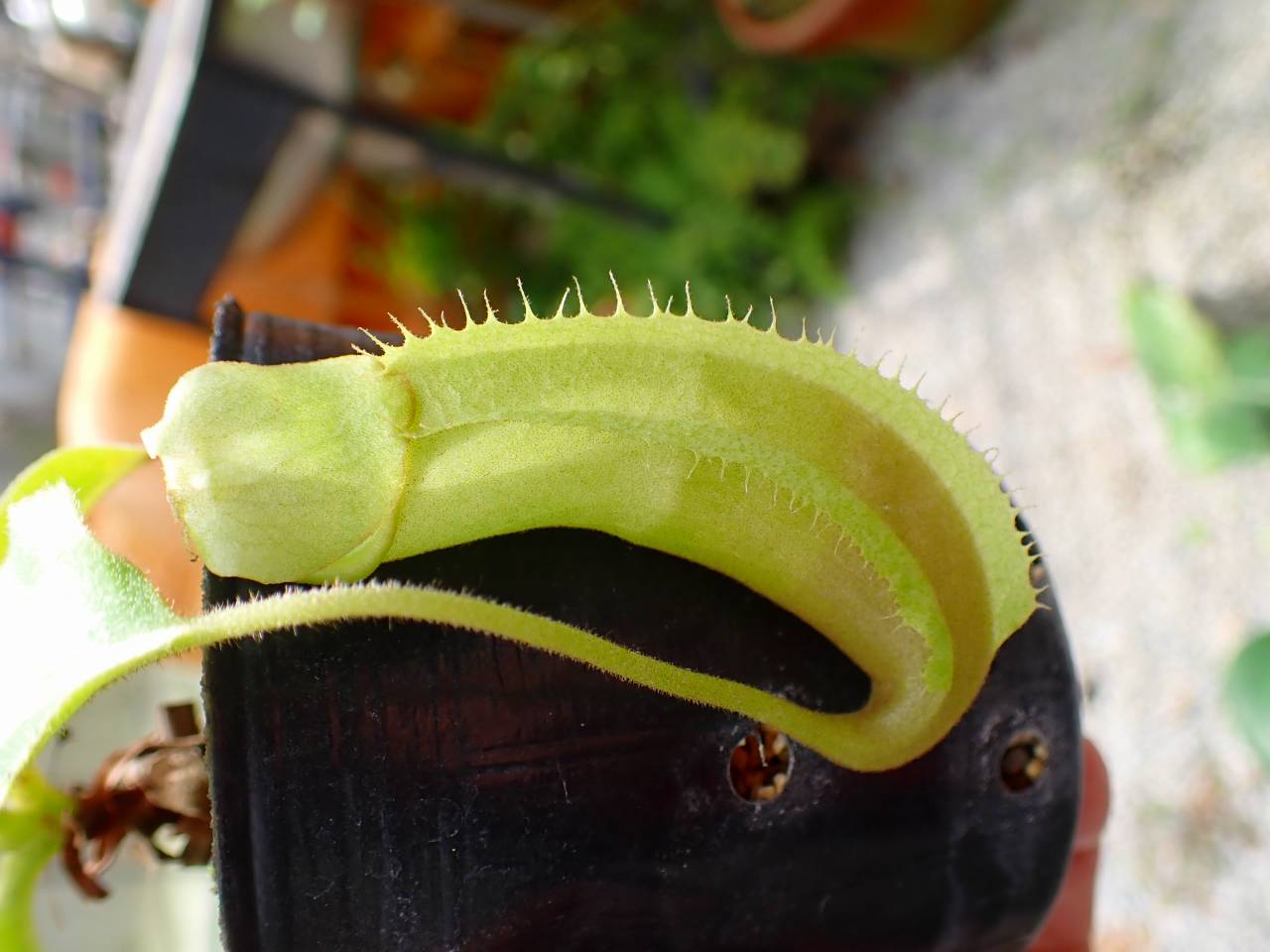 E608 1-1 N. maxima wavy stem x maxima (d) Sulawesi green Y's - Y's