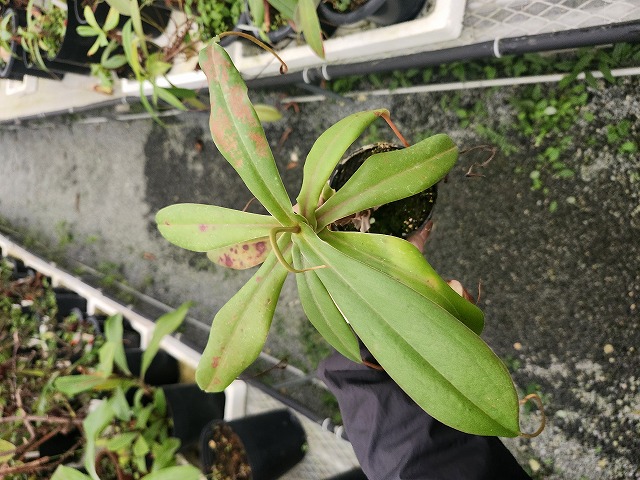 R364 5-3 N. merrilliana Dinagat Islands VL | Y's Exotics （山田食