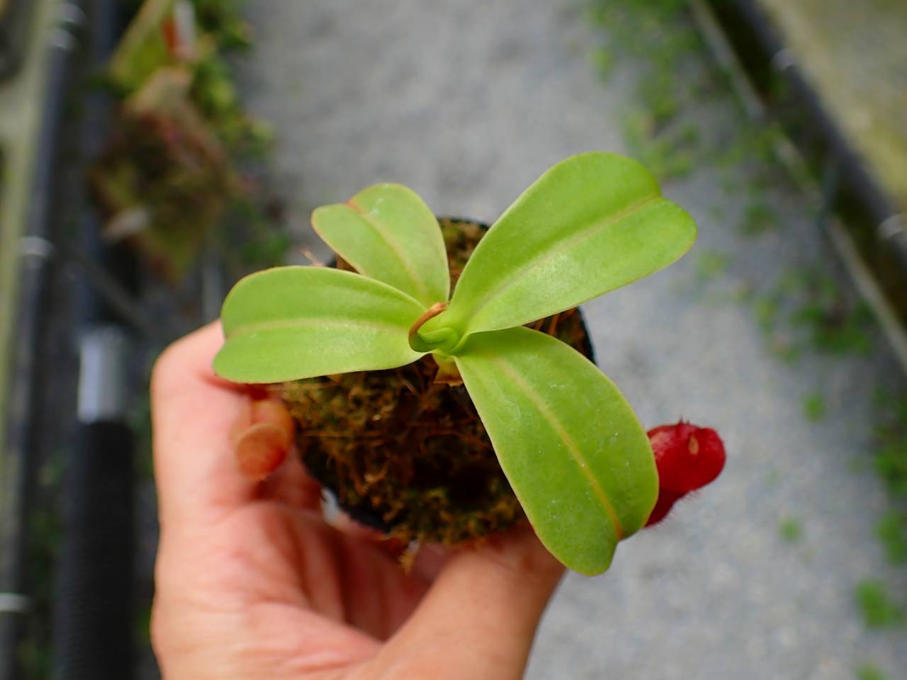 P256 5-1 N. ventricosa madja-as x rajah #NNN - Y's Exotics （山田
