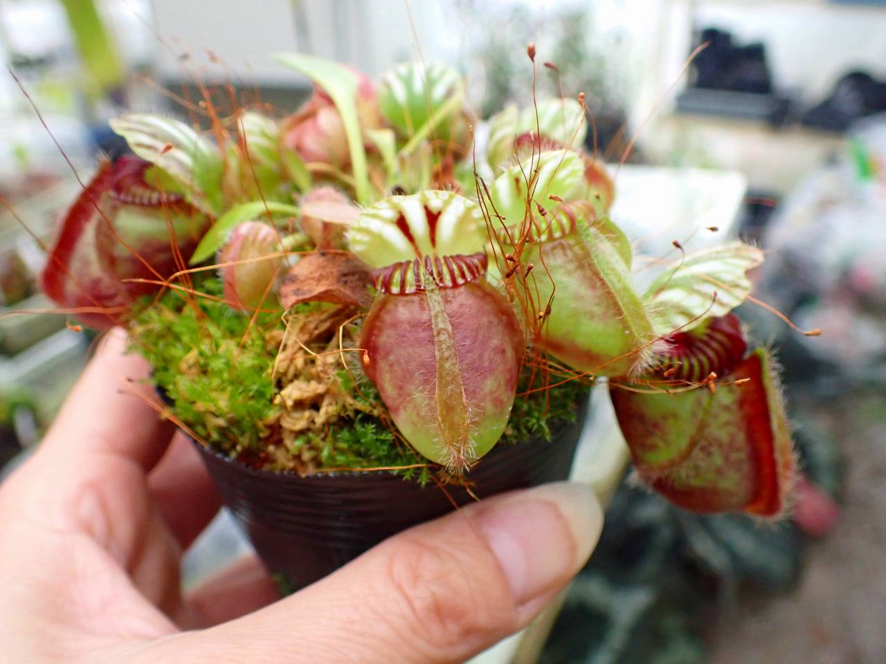 G290 1-1 #BBB Cephalotus follicularis `Big Boy' Cedric - Y's