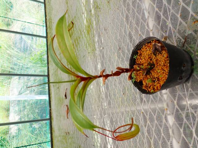 P091 5-3 #BB N. maxima x (Zakuriana x veitchii) | Y's