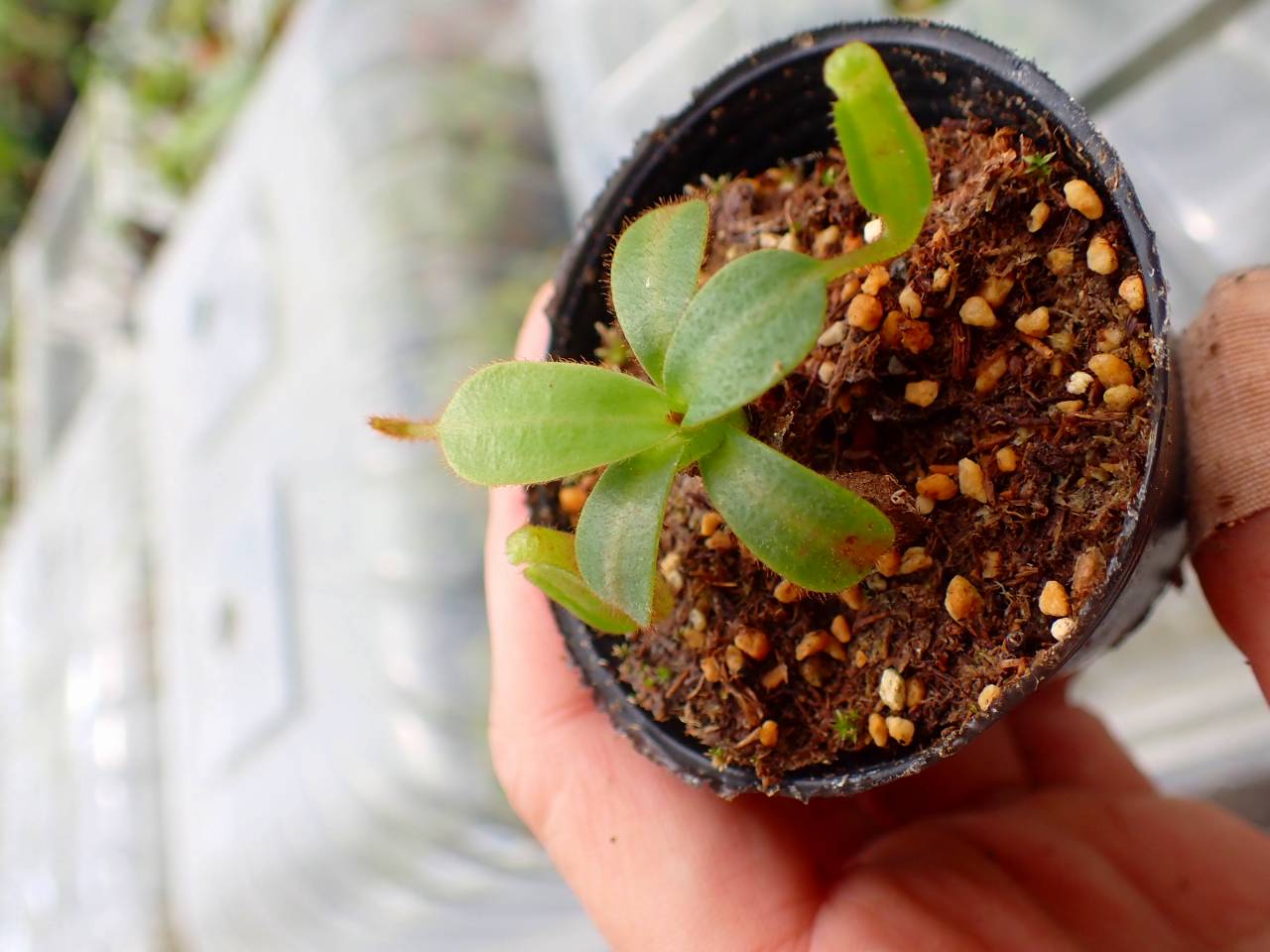 R375 5-1 [YA-129] N. veitchii H/L Murud Y's Lab | Y's Exotics