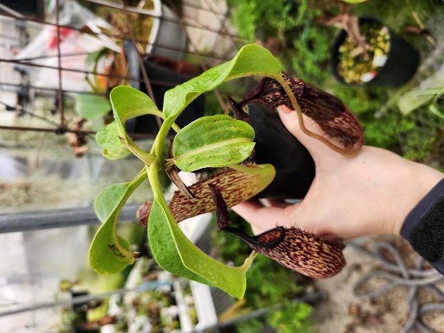 E250 1-3 N. maxima wavy leaf Rindingalo, North Taraja, Sulawesi IS