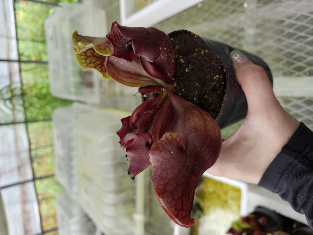 タイトル：昌蒲 G664 4-1 S. purpurea ssp. venosa (伊勢花菖蒲園選別丸形No,16) MS