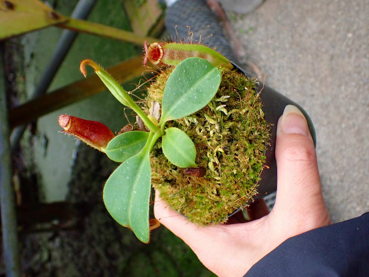 BOTAN様 Amazon.com: FINGERINSPIRE 6 PCS Shiny Flower Rhinestone Buttons