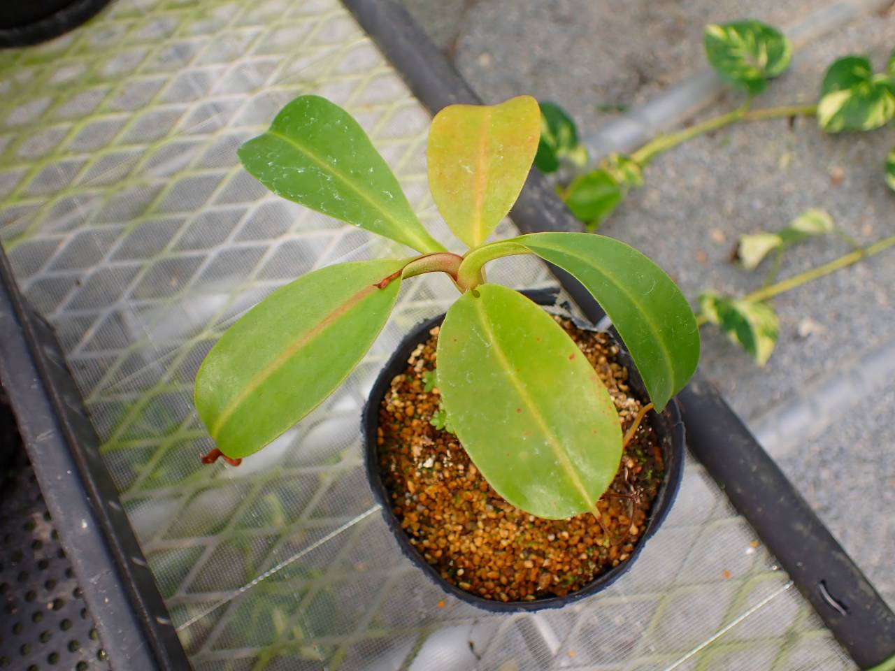 J539 5-3 N. burbidgeae x campanulata David - Y's Exotics （山田食