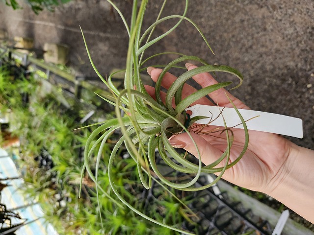 P440 3-3 T. concolor x streptophylla TI | Y's Exotics （山田食虫