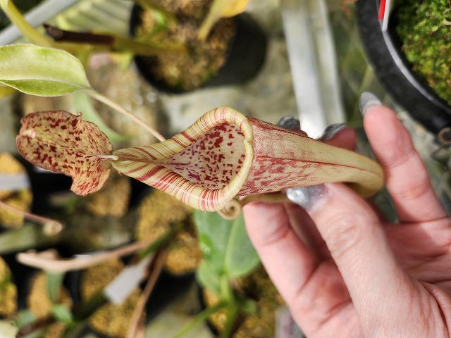 P607 1-2 N. maxima wavy leaf (seedling) Y's - Y's Exotics （山田食