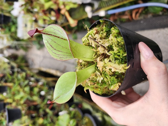 Y545 1-1 H. macdnaldae (Cerro Duida, Venezuela) (Clone: AW-H_mcd