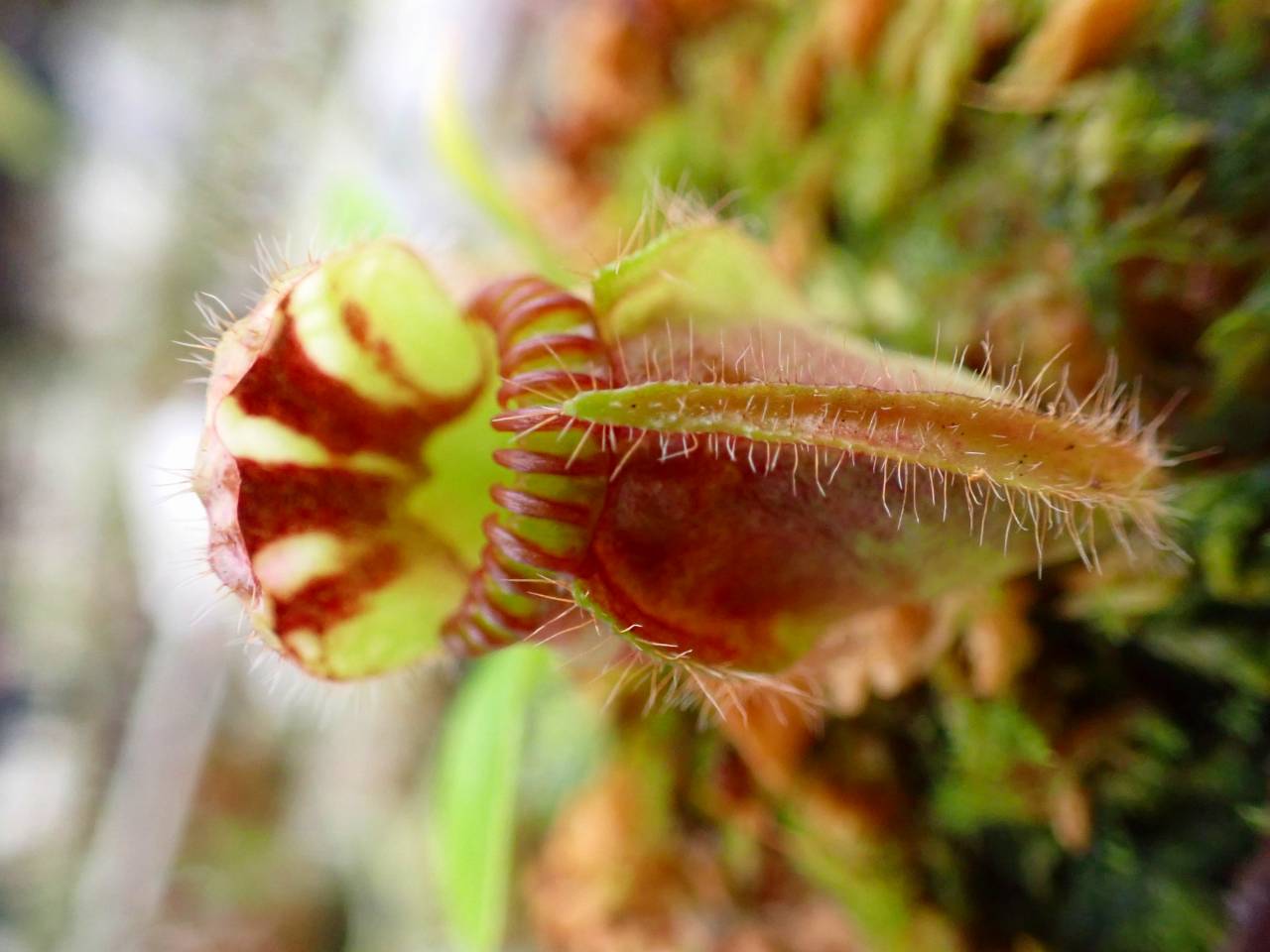 G623 1-1 #BBB Cephalotus follicularis `German Giant' C.C - Y's