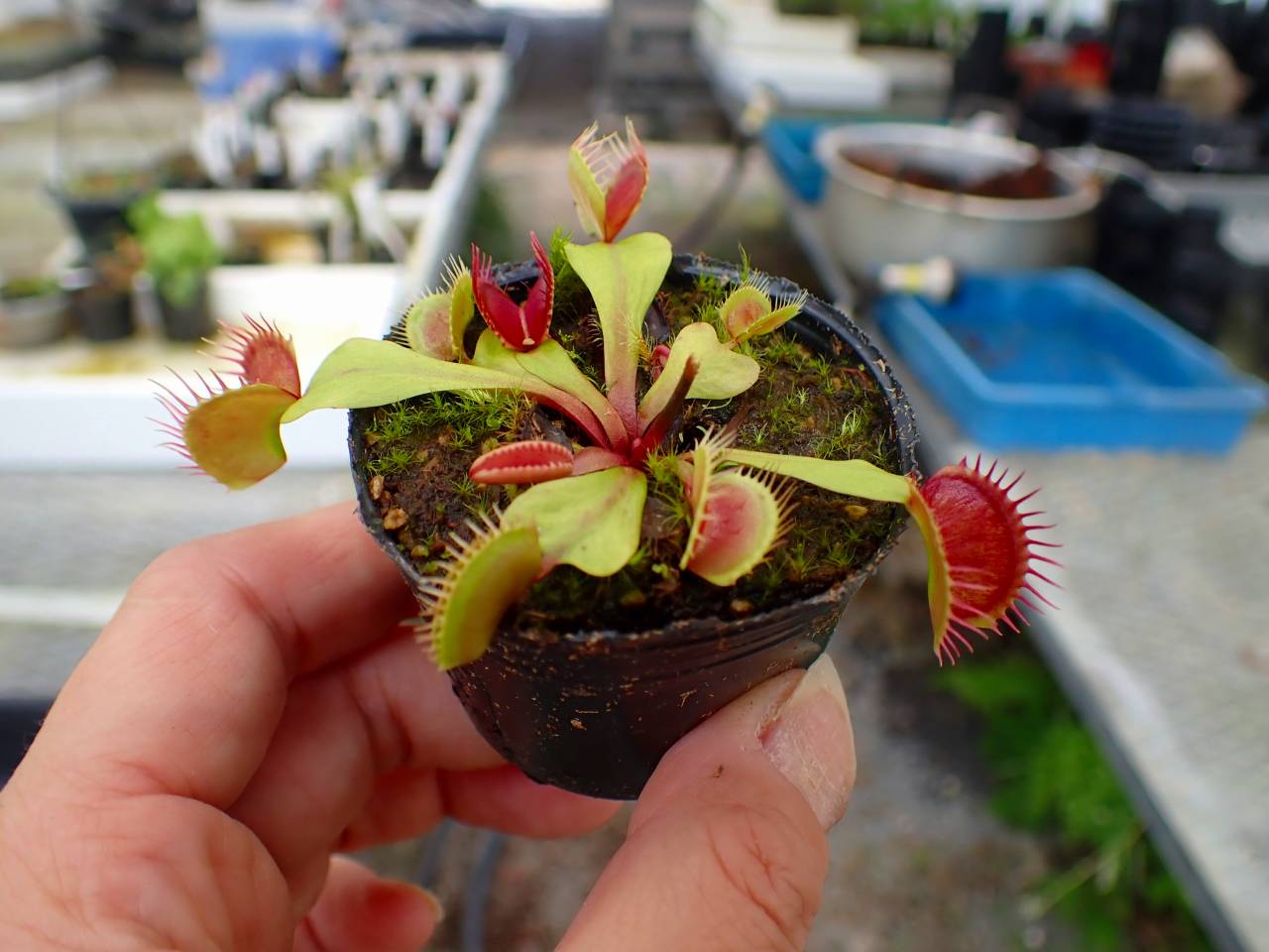 Y432 4-1 Dionaea muscipula 鈴木系 実生 - Y's Exotics （山田食虫