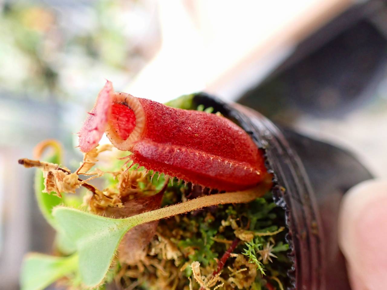 G146 1H N. xkinabaluensis x lowii #NNN - Y's Exotics （山田食虫