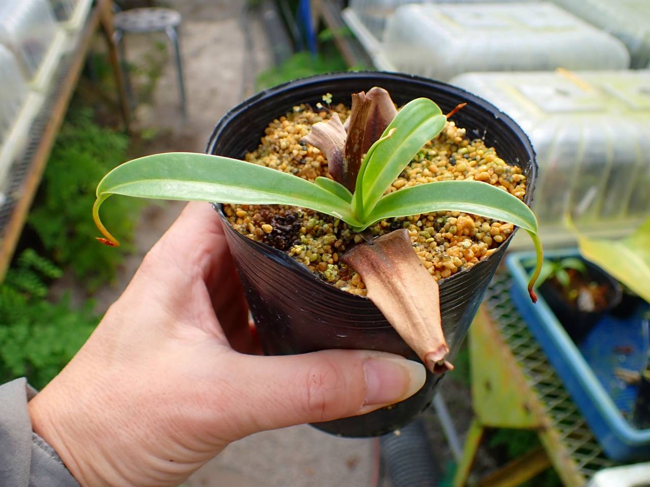 山採り　ウメモドキ　雌雄不明 G681 1-3 N. ventricosa lage `Yamamoto' 山本 ♀ - Y's Exotics