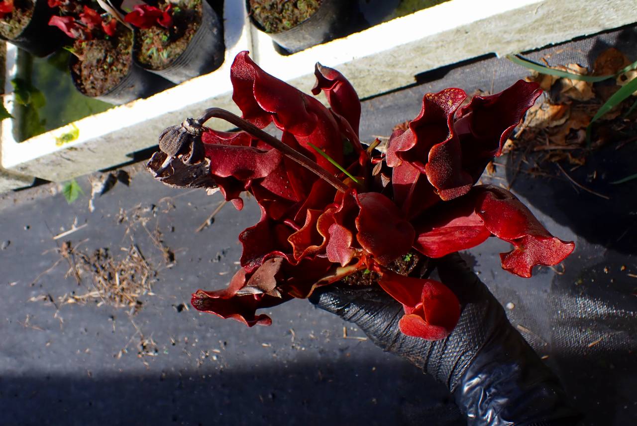E104 S. purpurea ssp. venosa (dark red flower) 伊勢花菖蒲園 | Y's
