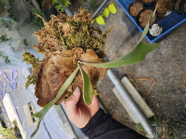 Y965 3-2 Platycerium Paul Wespa THW - Y's Exotics （山田食虫植物農園）