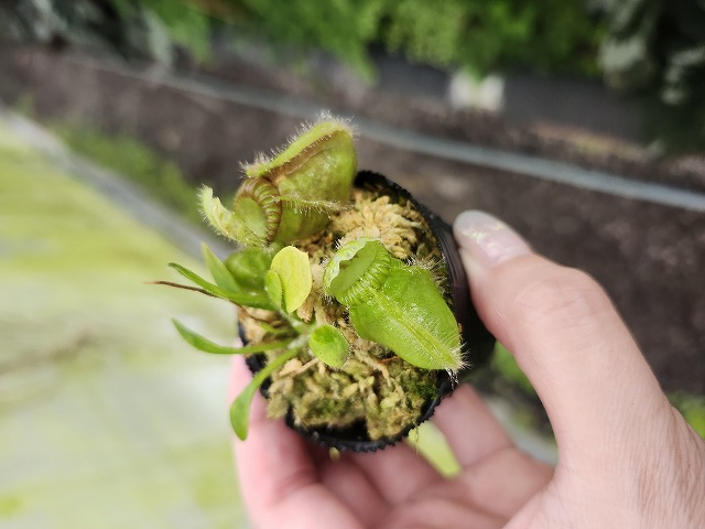 Y688 1-1 Cephalotus follicularis Cedric - Y's Exotics （山田食虫