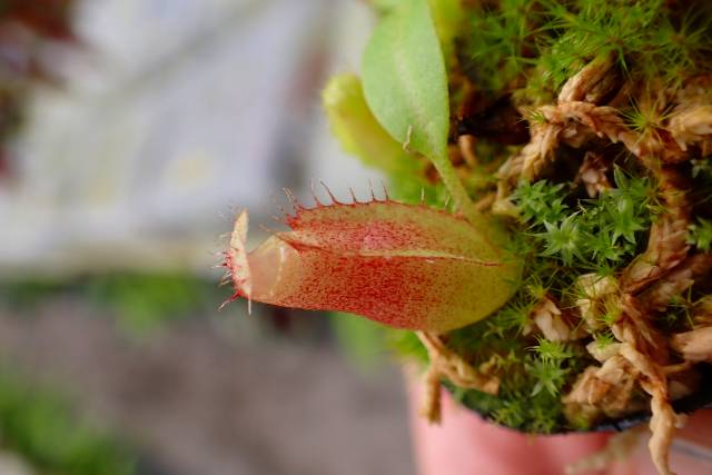 P111 1-4 N. (maxima x campanulata) x xharryana Tambuyukon