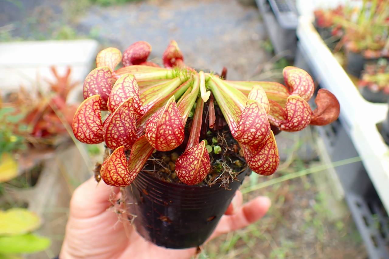 G618 4-1 S. psittacina EU | Y's Exotics （山田食虫植物農園）