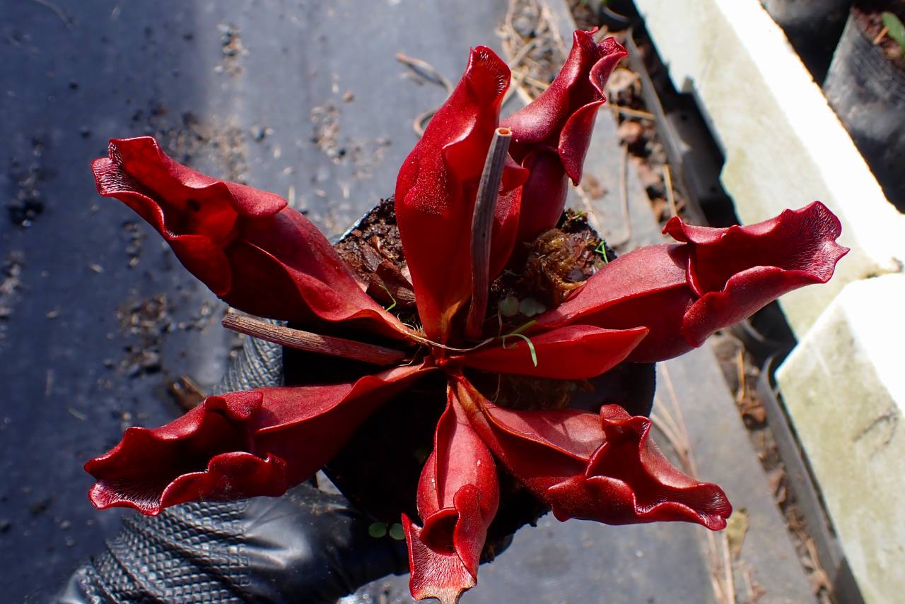 E613 S. purpurea ssp. venosa (伊勢花菖蒲園選別丸形株 No.87) MS