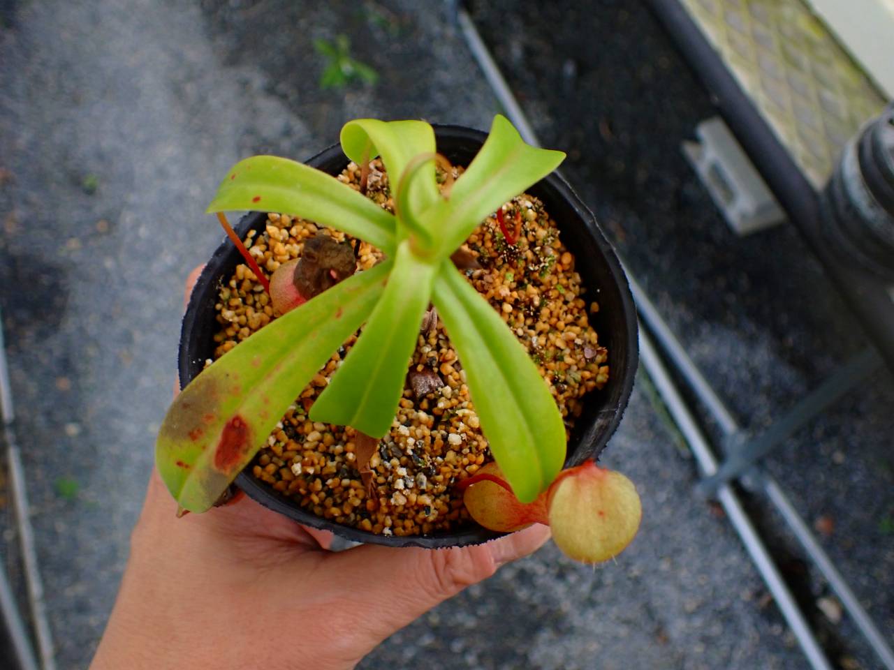 R483 5-3 N. ventricosa-red (seedling) - Y's Exotics （山田食虫植物