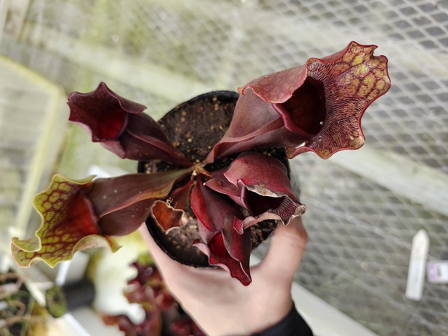 タイトル：昌蒲 G664 4-1 S. purpurea ssp. venosa (伊勢花菖蒲園選別丸形No,16) MS