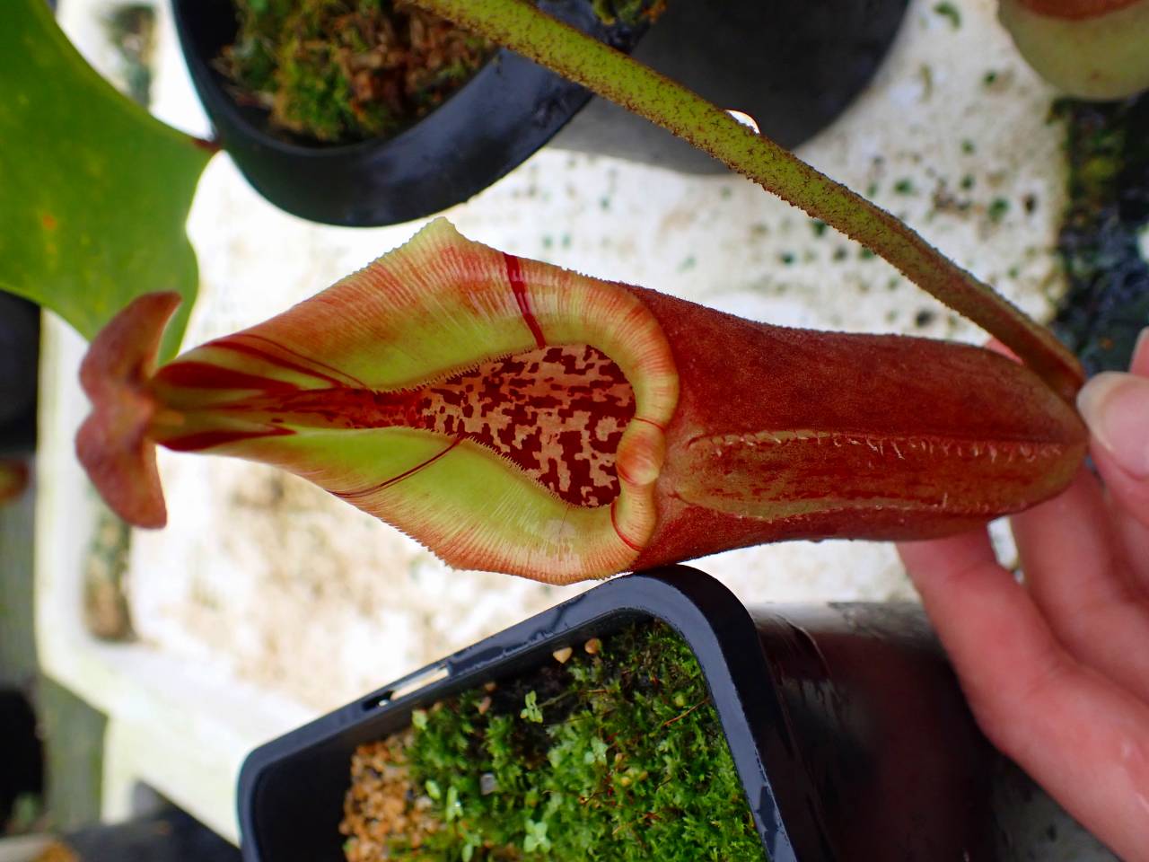 R643 5-3 #BBB N. nebularum Mt. Mayo Dinagat Islands VL - Y's