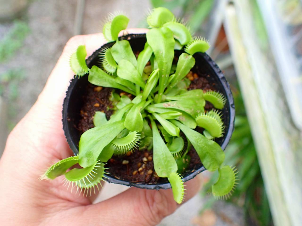 Y073 3-2 Dionaea muscipula B52 Y's Lab - Y's Exotics （山田食虫