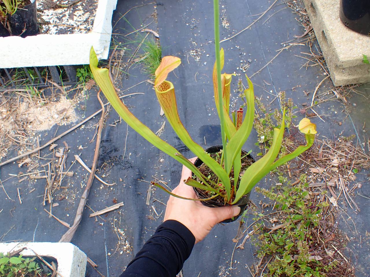 Y838 S. rubra subsp. Alabamensis (Holland robust clone) David