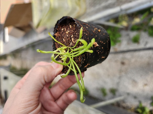 O621 2H Darlingtonia californica Y's Lab - Y's Exotics （山田食虫