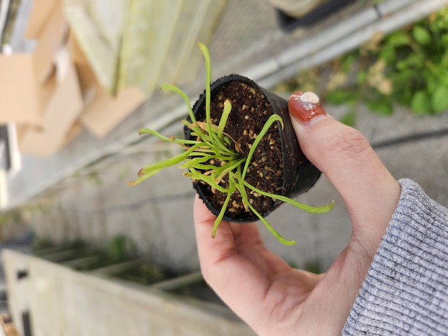 R483 2H Darlingtonia californica Y's Lab - Y's Exotics （山田食虫