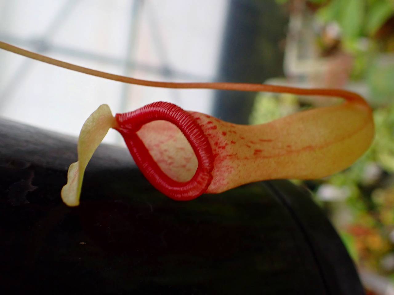 G712 5-3 N. ventricosa (Mt. mayon No.15) YN - Y's Exotics （山田食