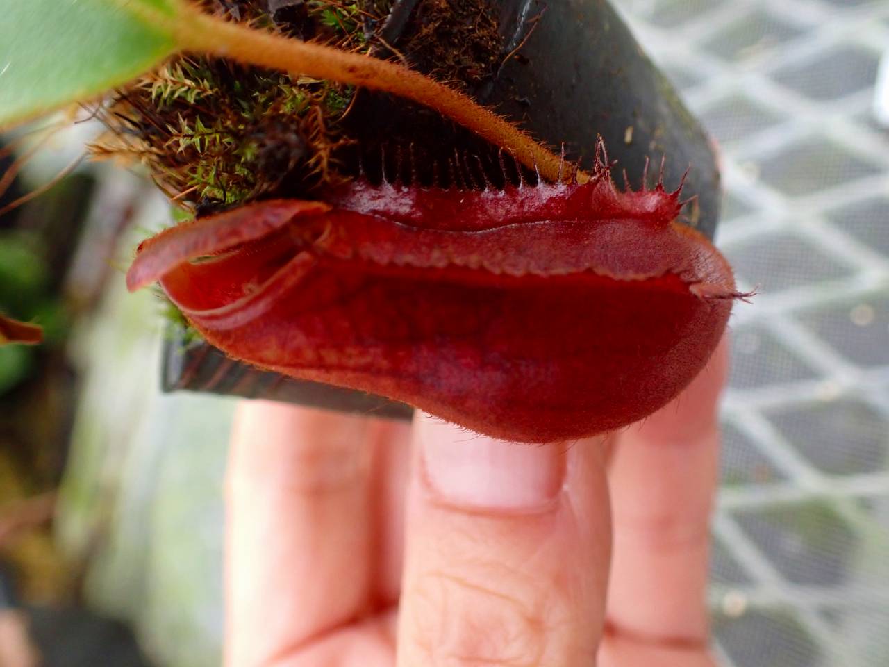 R125 1-2 N. (truncata x peltata Y's) x lowii - Y's Exotics