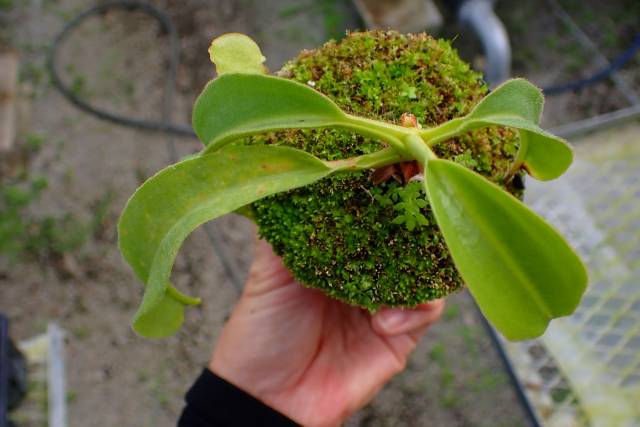 R444 4-2 N. maxima wavy stem x maxima (d) Sulawesi green Y's
