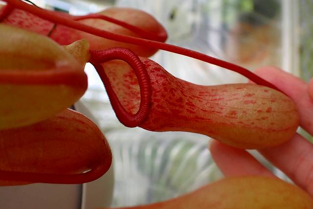 P575 5-1 #BBB N. ventricoisa red seedling Y's | Y's Exotics