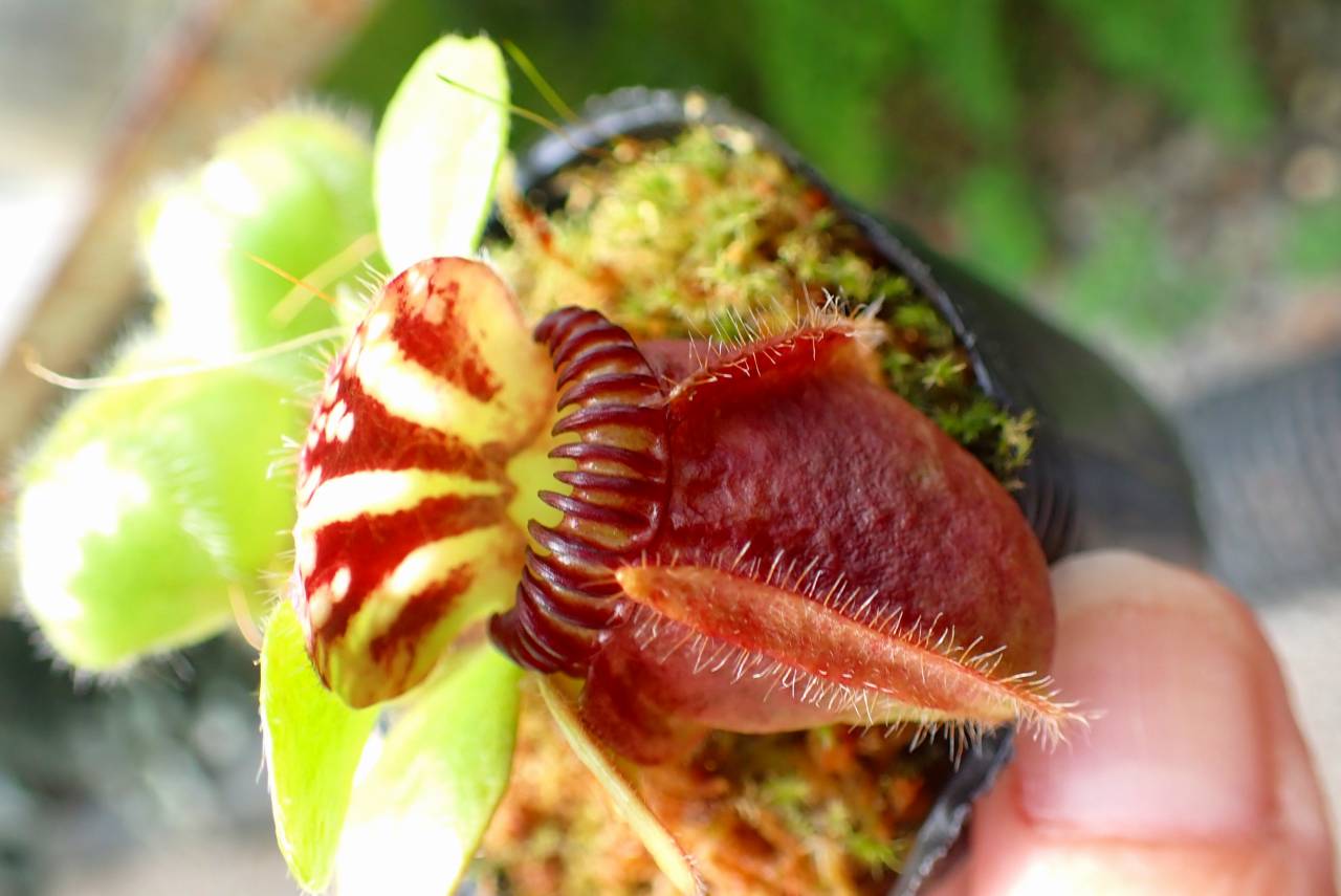 Y355 1-1 Cephalotus follicularis `Big Boy' Cedric | Y's