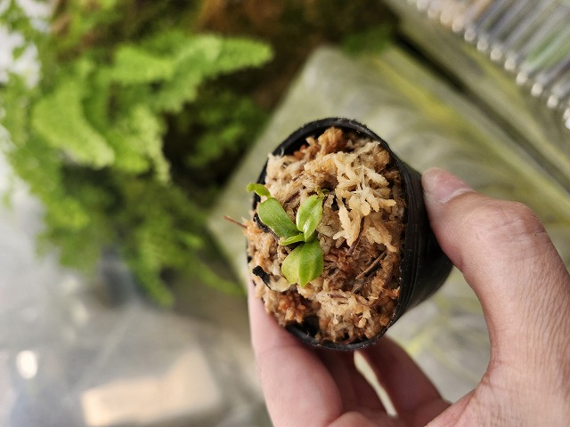 その他観葉植物 N. macrophylla Clone 11, trusmadi BCP N