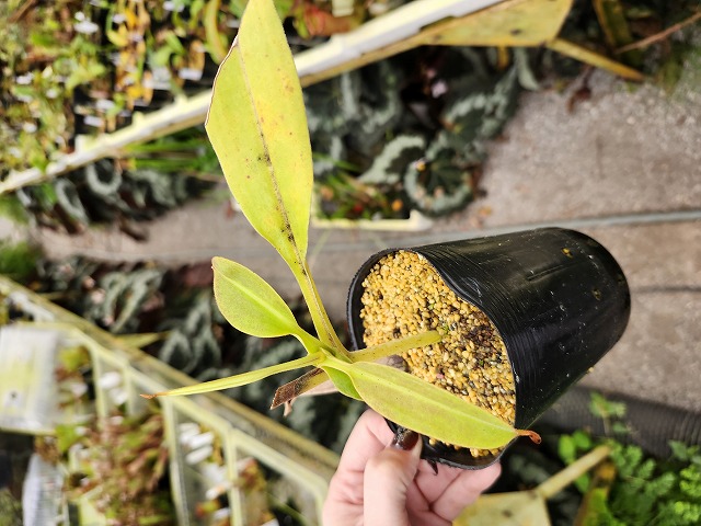 カピバラ New 2025 Kawasaki Ninja ZX-6R KRT Edition ABS, Columbia MO