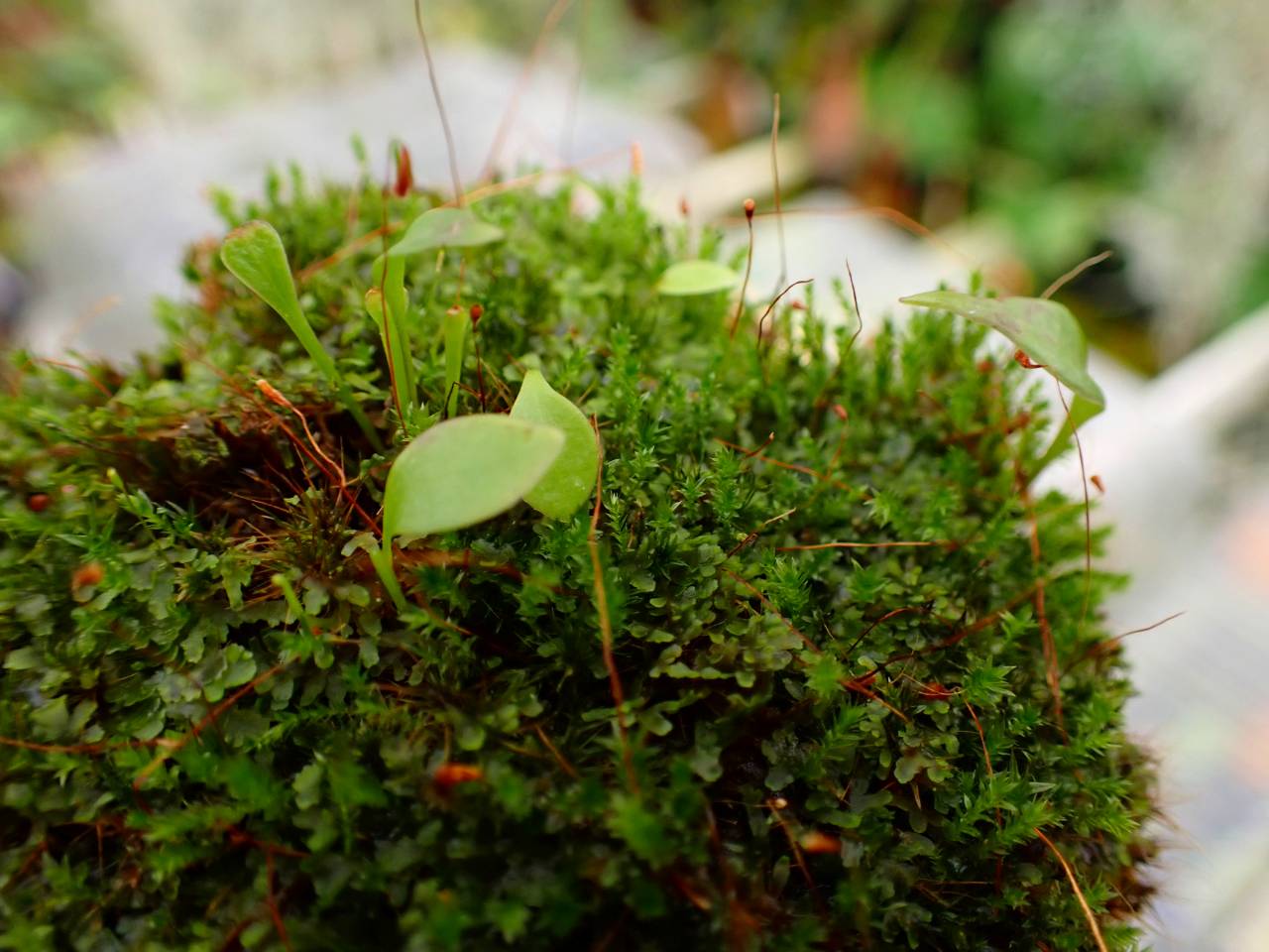 O150 1-4 U. Nuedlinger Flair CK - Y's Exotics （山田食虫植物農園）