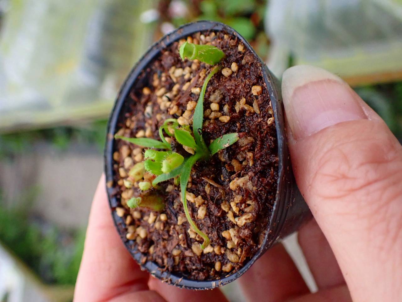 GUAPI種子 G036 1-4 [YA-186] N. lowii Gn Mulu x ephippiata Y's Lab - Y's