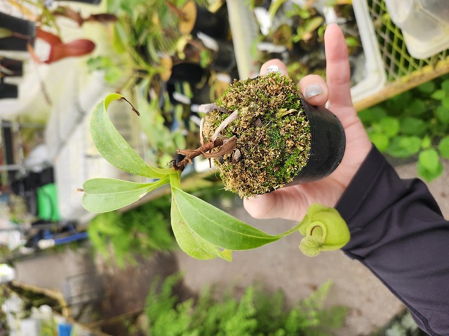 P739 1-3 N. rafflesiana nivea, Mardi x talangensis #NNN - Y's