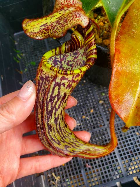 Y657 1-2 N. mollis x stenophylla | Y's Exotics （山田食虫植物農園）