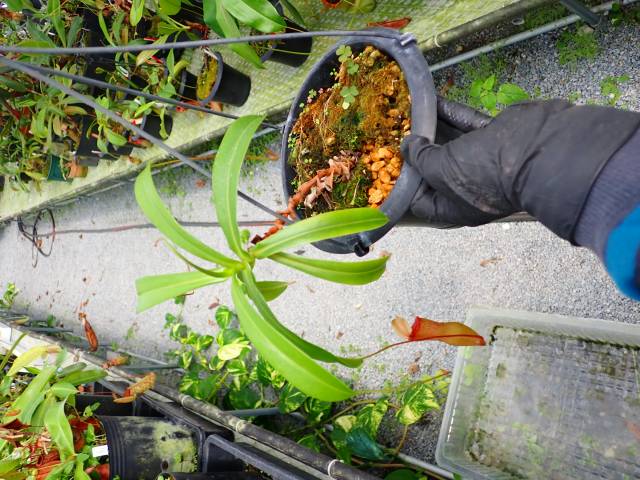 深緑　実生 G870 5-3 N. ventricosa-red seedling | Y's Exotics （山田食虫植物農園）