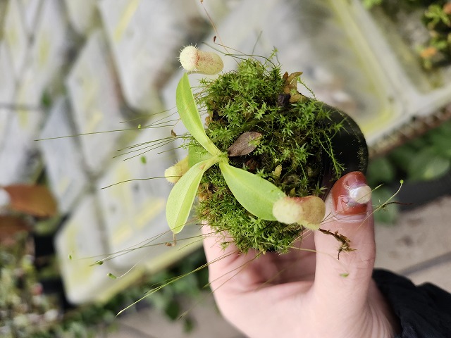 食虫植物N. rajah x villosa #NNN R330 1-4 N. undulatifolia x rajah #NNN - Y's Exotics （山田食虫
