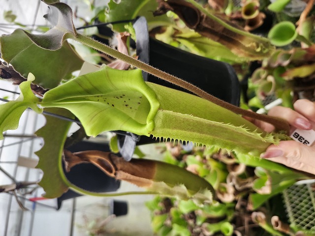 P150 1-2 N. maxima wavy leaf (green pitcher hard wavy No.38) | Y's
