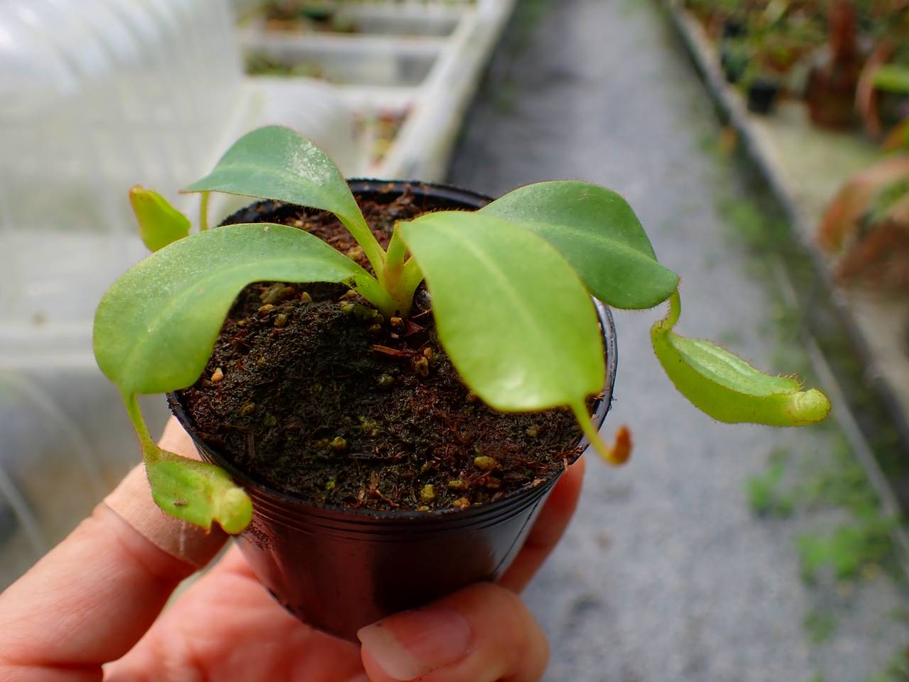 P251 5-1 [YA-170] N. clipeata Nep Gardner Y's Lab - Y's Exotics