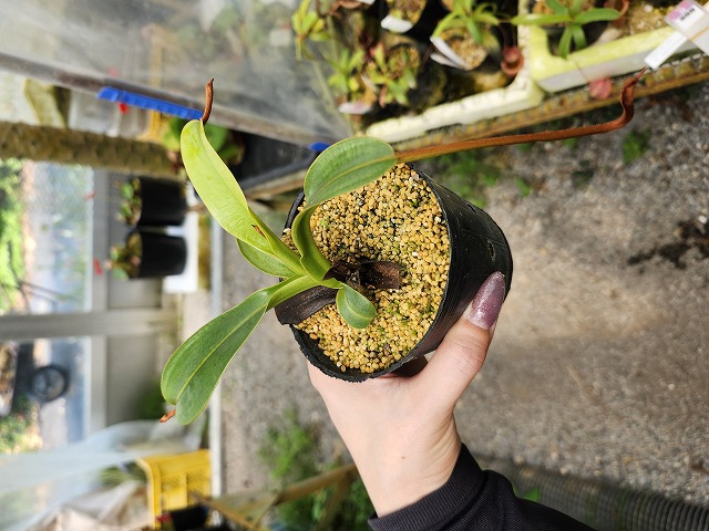 G866 1-2 N. ventricosa x xharryana konan | Y's Exotics