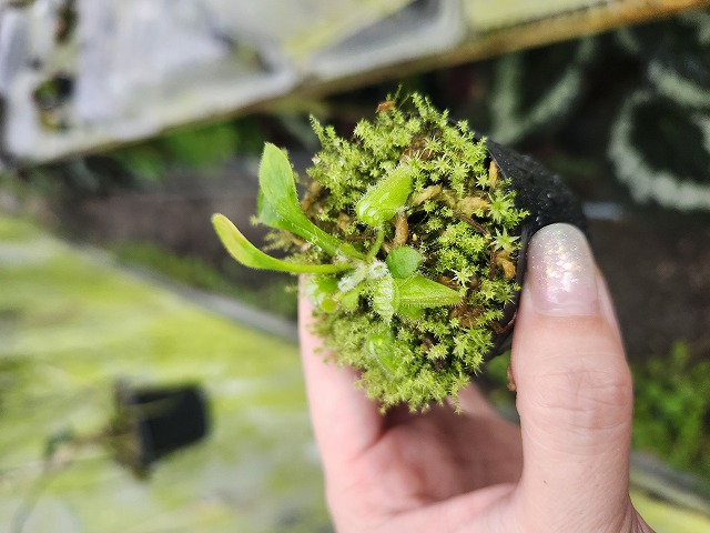 Y150 1-1 Cephalotus follicularis `German Giant' C.C - Y's Exotics