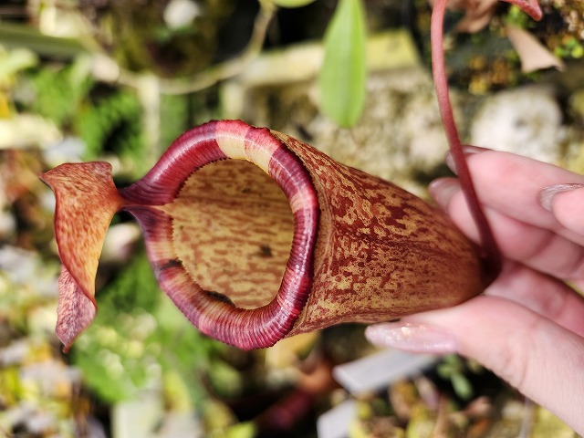 Amblypneustes formosus　ウニ　殻 1200px-Amblypneustes_formosus_