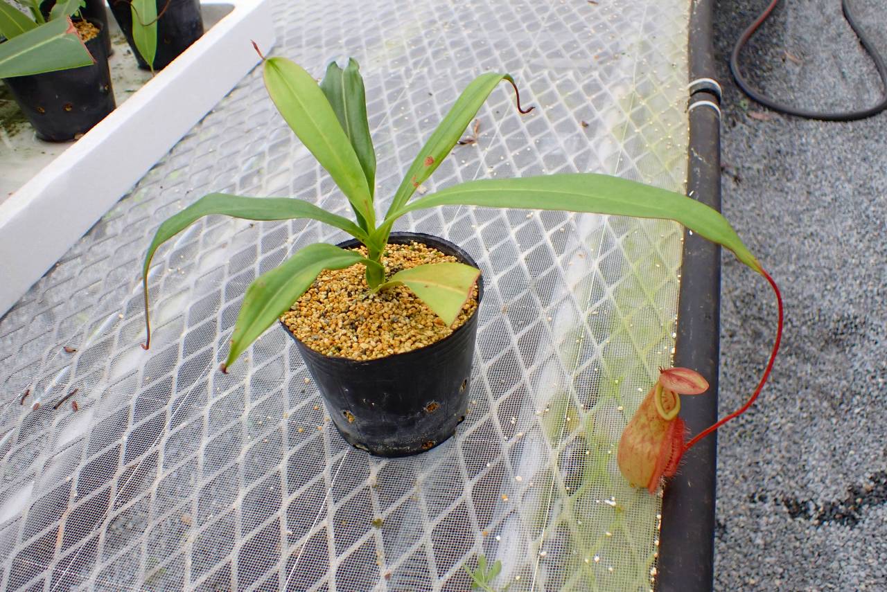 フィフィ カーキS Adidas F50 ELITE FG JH7616 Soccer Cleat authentic